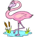 Flamingo