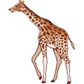 Girafa