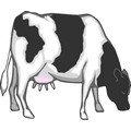 Vaca